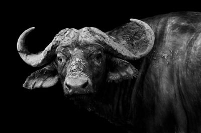 Afrika Buffalo Boynuzu Vahşi Hayat