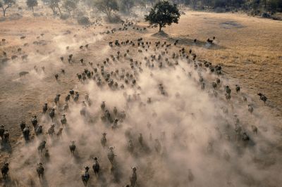 Afrika Buffalo Sürüsü