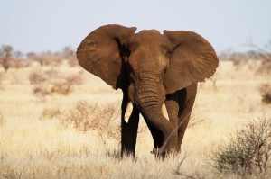 Afrika Fili Hayvanlar Kanvas Tablo