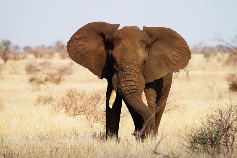 Image result for elephant kruger national park