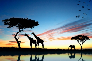Afrikada Gün Doğumunda Hayvanlar