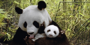 Anne ve Yavru Panda, Hayvanlar Kanvas Tablo