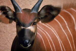 Antilop Hayvanlar Kanvas Tablo