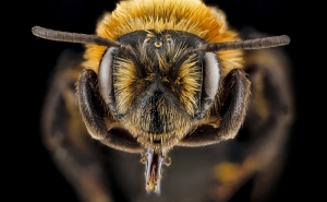Arı Yakın Çekim Hayvanlar Kanvas Tablo