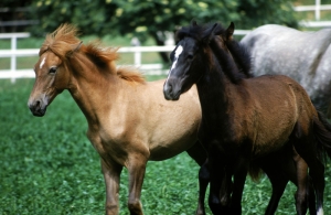 Atlar 3 At Sürüsü Hayvanlar Kanvas Tablo