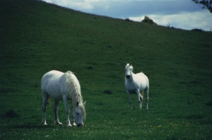 Beyaz At 10 Şaha Kalkmış Koşan Atlar Hayvanlar Kanvas Tablo