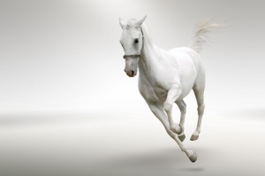 Beyaz At 3 Şaha Kalkmış Koşan Atlar Hayvanlar Kanvas Tablo