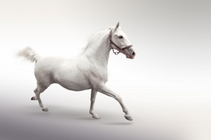 Beyaz At 4 Şaha Kalkmış Koşan Atlar Hayvanlar Kanvas Tablo