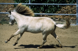 Beyaz At 7 Şaha Kalkmış Koşan Atlar Hayvanlar Kanvas Tablo