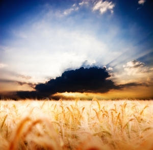 Buğday Başak Tarlası 2 Doğa Manzaraları Kanvas Tablo