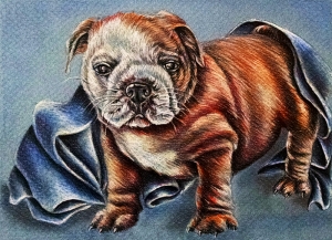 Bulldog Hayvanlar Kanvas Tablo
