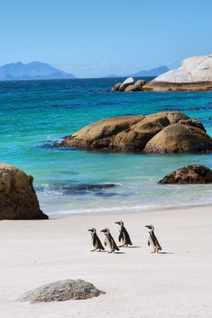 Cape Town Güney Afrika Penguenler Doğa Manzaraları Kanvas Tablo