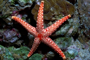 Deniz Yıldızı Endonezya Doğa Manzaraları Kanvas Tablo