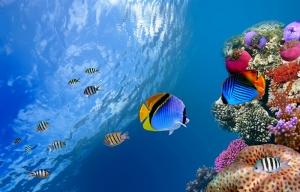 Denizaltı Renkli Balıklar Hayvanlar Kanvas Tablo