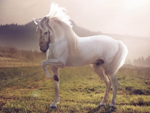 Doğa ve Beyaz At Hayvanlar Kanvas Tablo