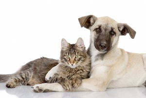 Dost Kedi ve Köpek Hayvanlar Kanvas Tablo