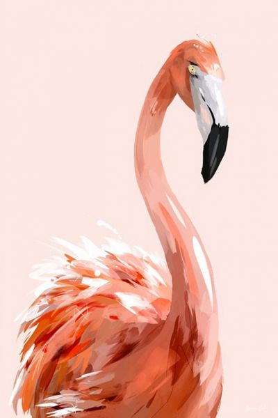 Flamingo Sevimli Hayvan Resimleri