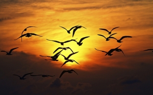 Göçmen Kuşlar Gün Batımı Doğa Manzaraları Kanvas Tablo