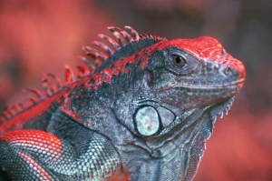 İguana 3 Kızıl İguana Hayvanlar Kanvas Tablo