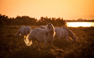 Irmak Kenarındaki Beyaz Atlar Hayvanlar Kanvas Tablo