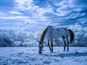 Karlar İçindeki Beyaz At Hayvanlar Kanvas Tablo