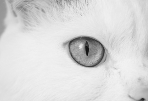 Kedi Siyah Beyaz Fotoğraf Kanvas Tablo