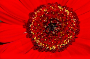 Kırmızı Çiçek Fotoğraf Kanvas Tablo