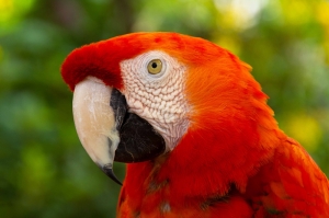 Kırmızı Tropikal Papağan Hayvanlar Kanvas Tablo