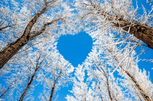 Kış Manzarası ve Kalp Yapmış Dallar Doğa Manzarası Kanvas Tablo