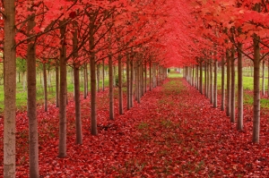 Kızıl Ağaç Yolu Kanvas Tablo
