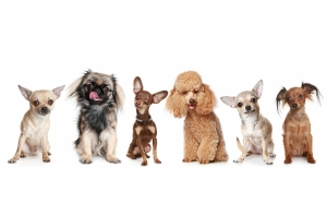 Komik Sevimli Köpekler Kanvas Tablo