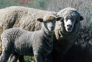 Koyunlar 6 Koyun Yavrusu Hayvanlar Kanvas Tablo