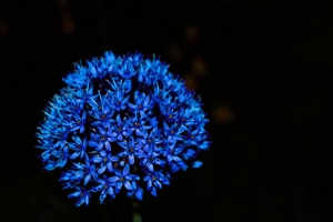 Mavi Çiçek Floral Sanat Kanvas Tablo