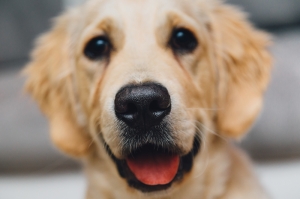 Mutlu Golden Labrador Hayvanlar Kanvas Tablo
