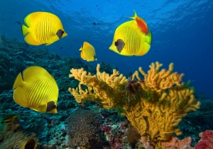 Okyanus Balıkları 3 Doğa Manzaraları Kanvas Tablo