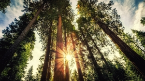 Orman ve Gün Işığı Doğa Manzaraları Kanvas Tablo