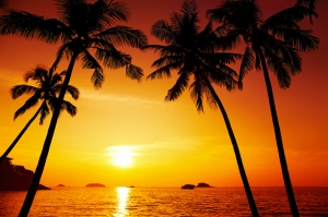 Palmiye Ağaçları ve Kumsal Manzarası Günbatımı Kanvas Tablo