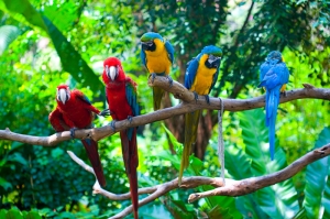 Renkli Papağanlar Tropikal Kanvas Tablo