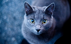 Sevimli Kedi Mavi Gözler Kanvas Tablo