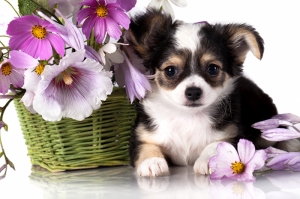 Sevimli Köpek ve Çiçek Hayvanlar Kanvas Tablo