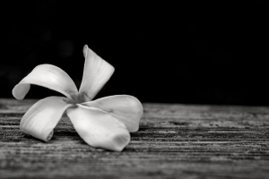Siyah Beyaz Çiçek Floral Sanat Kanvas Tablo