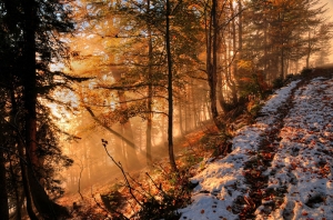 Sonbahar ve Karlı Patika Doğa Manzaraları Kanvas Tablo