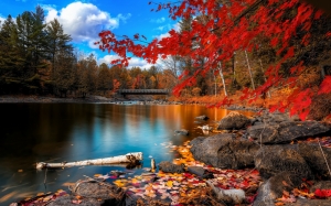 Sonbahar ve Yapraklar Doğa Manzaraları Kanvas Tablo