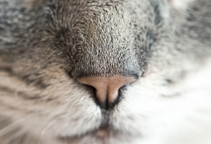 Tavşan Burnu Hayvanlar Kanvas Tablo
