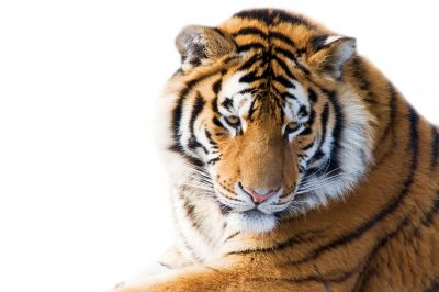 Tiger Snow Wild Manzara