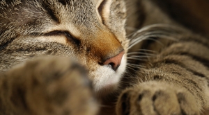 Uyuyan Kedi Hayvanlar Kanvas Tablo
