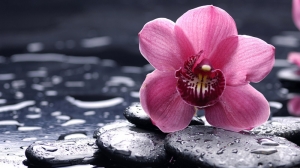 Yağmur ve Pembe Çiçek Doğa Manzaraları Kanvas Tablo