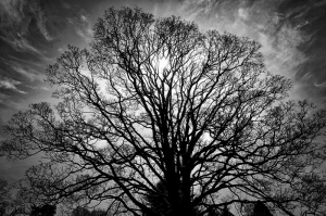 Yaşlı Ağaç Siyah Beyaz Fotoğraf Kanvas Tablo