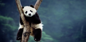 Yavru Panda Hayvanlar Kanvas Tablo