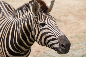 Zebra 2 Hayvanlar Kanvas Tablo